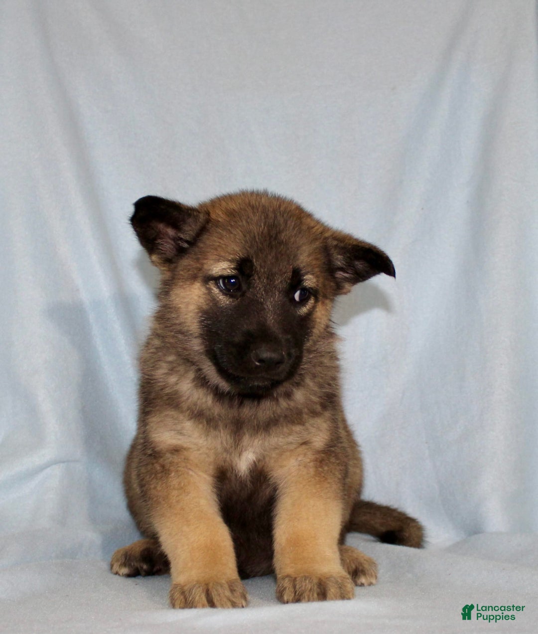German Shepherd dogs for sale: Turbo - Image 4