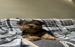 Yorkshire Terrier dogs for sale: Milo - Image 3