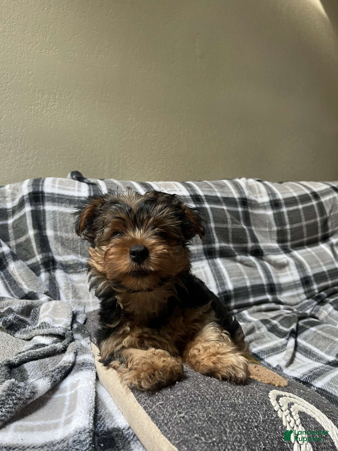 Yorkshire Terrier dogs for sale: Milo - Image 3