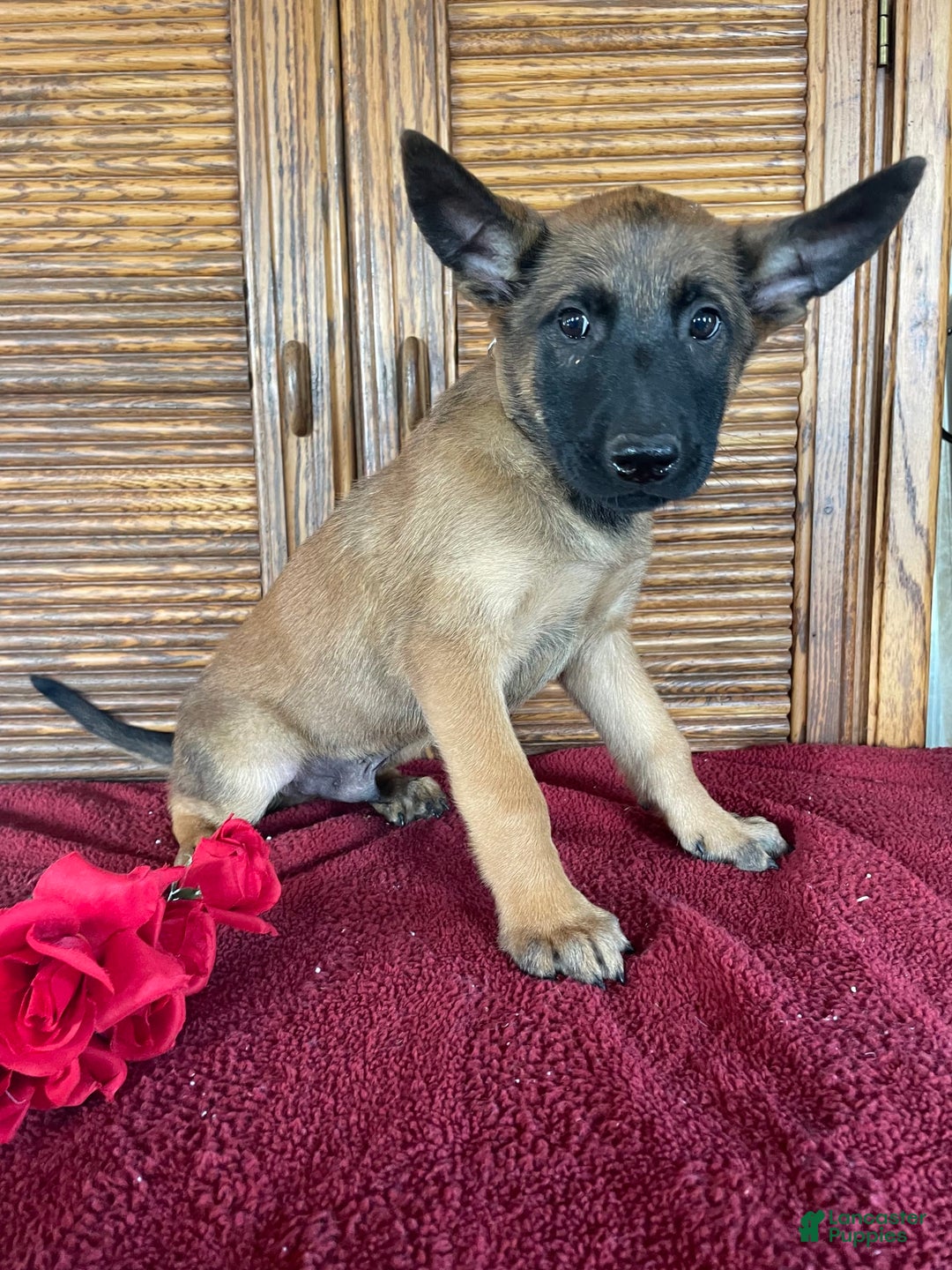 Belgian Malinois dogs for sale: Denny - Image 5