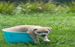 American Bully dogs for sale: Simba - Image 3
