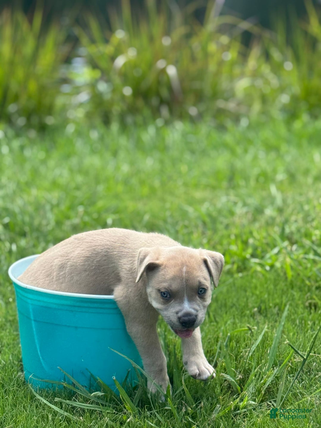 American Bully dogs for sale: Simba - Image 3