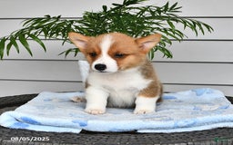 Welsh Corgi Pembroke dogs for sale: Jack - Image 1