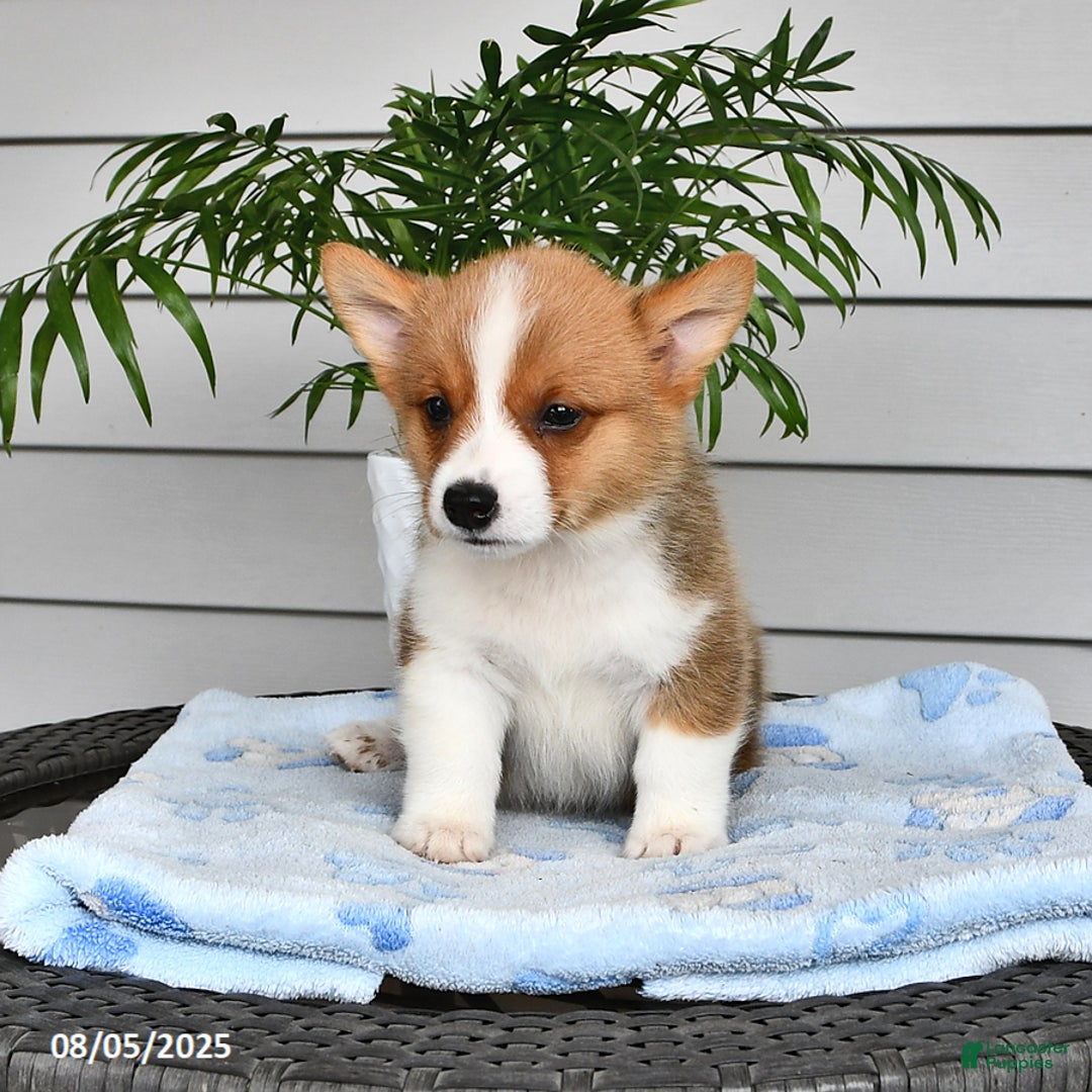Welsh Corgi Pembroke dogs for sale: Jack - Image 1