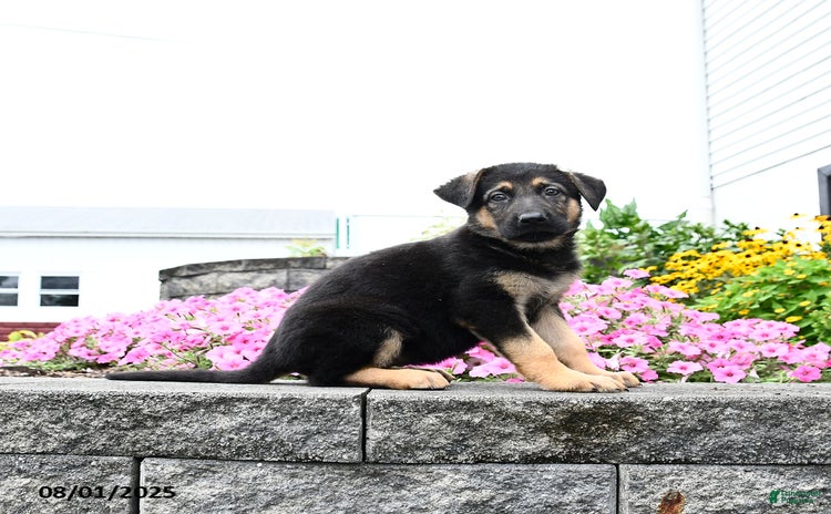 German Shepherd dogs for sale - Ad 3