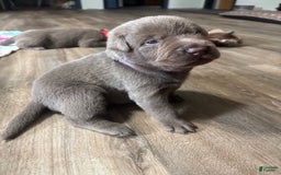 Labrador Retriever dogs for sale: Gertie - Image 1