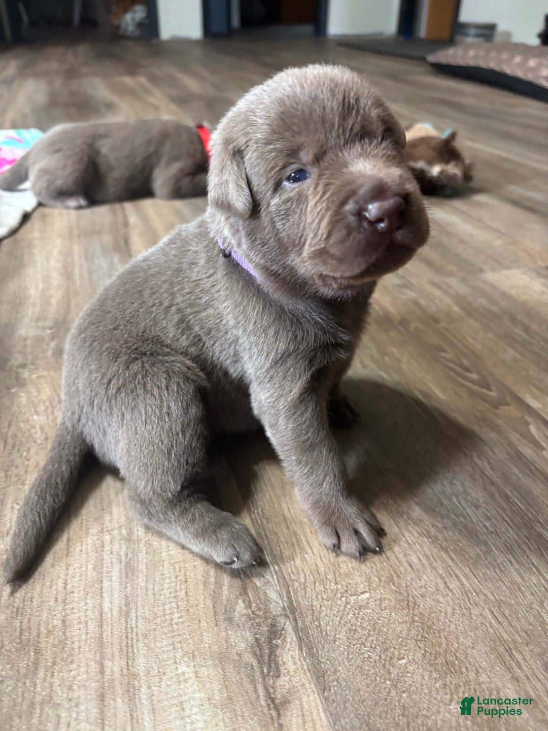 Labrador Retriever dogs for sale: Gertie - Image 1