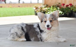 Welsh Corgi Pembroke dogs for sale: Abigail - Image 5