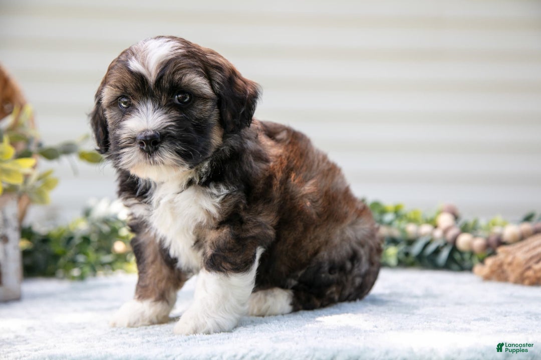 Mini Aussiedoodle dogs for sale: Ranger - Image 3
