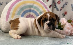 English Bulldog dogs for sale: Marshall 6597 - Image 6