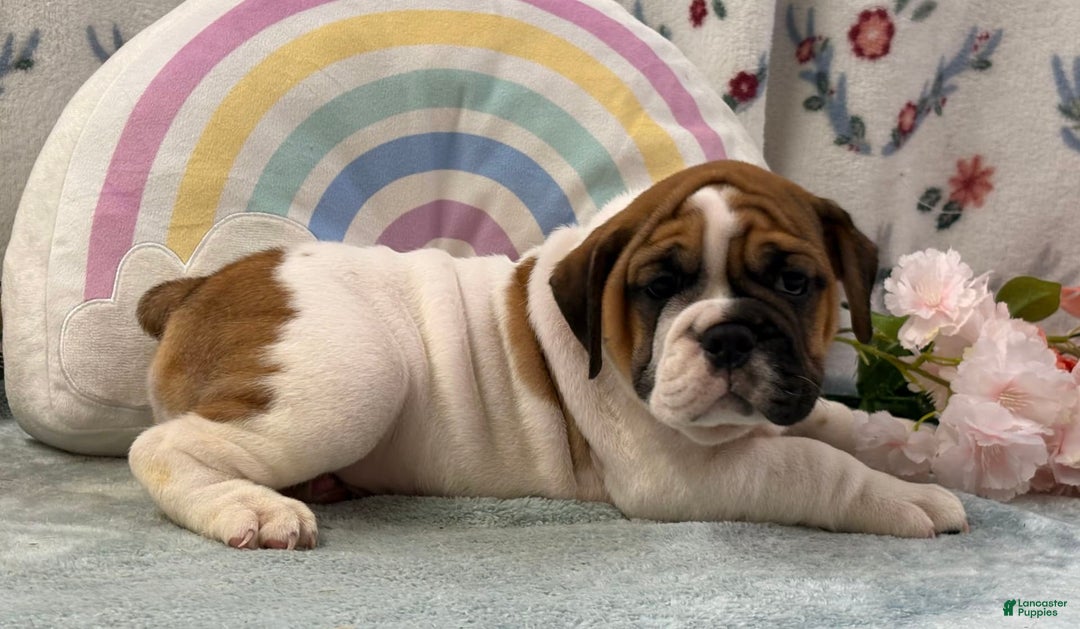 English Bulldog dogs for sale: Marshall 6597 - Image 6
