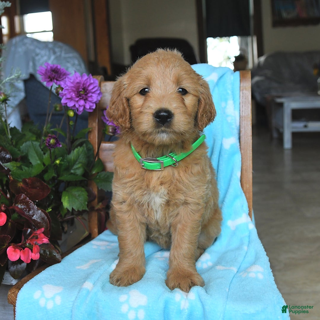 Goldendoodle dogs for sale: Patty - Image 13
