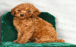 Miniature Poodle dogs for sale: Darla - Image 3