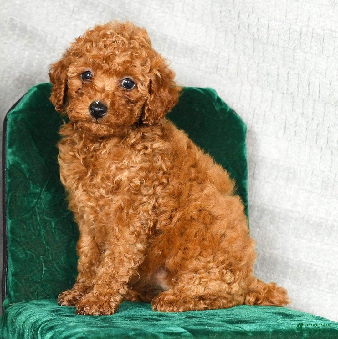 Miniature Poodle dogs for sale: Darla - Image 3