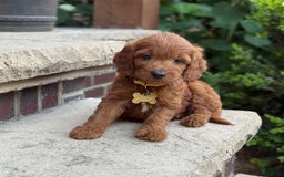 Goldendoodle dogs for sale: Milo - Image 1