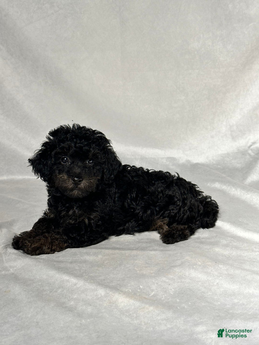 Miniature Poodle dogs for sale: Michael - Image 4