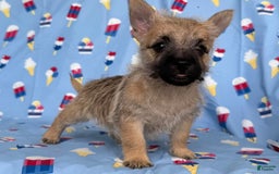 Cairn Terrier dogs for sale: Jackson - Image 3