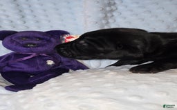 Great Dane dogs for sale: Storm - Image 13