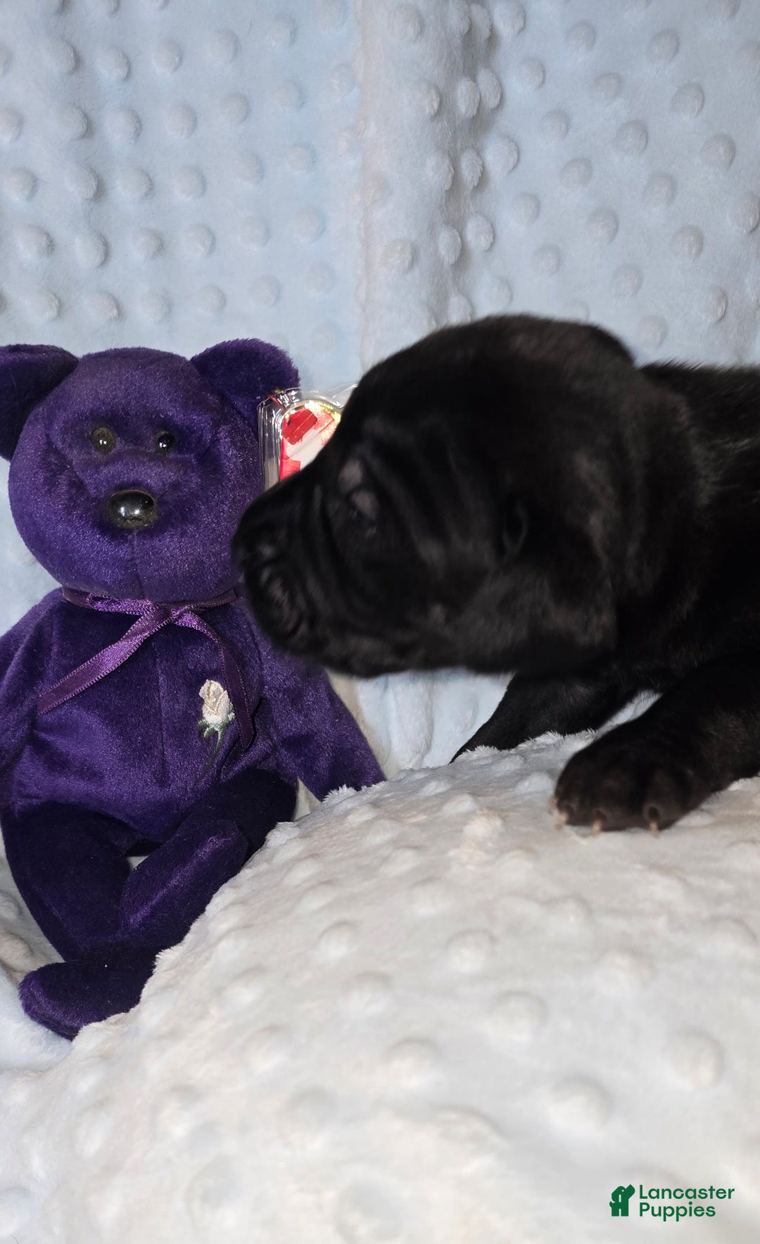 Great Dane dogs for sale: Storm - Image 13