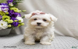 Teddy Bear dogs for sale: Truffles - Image 3