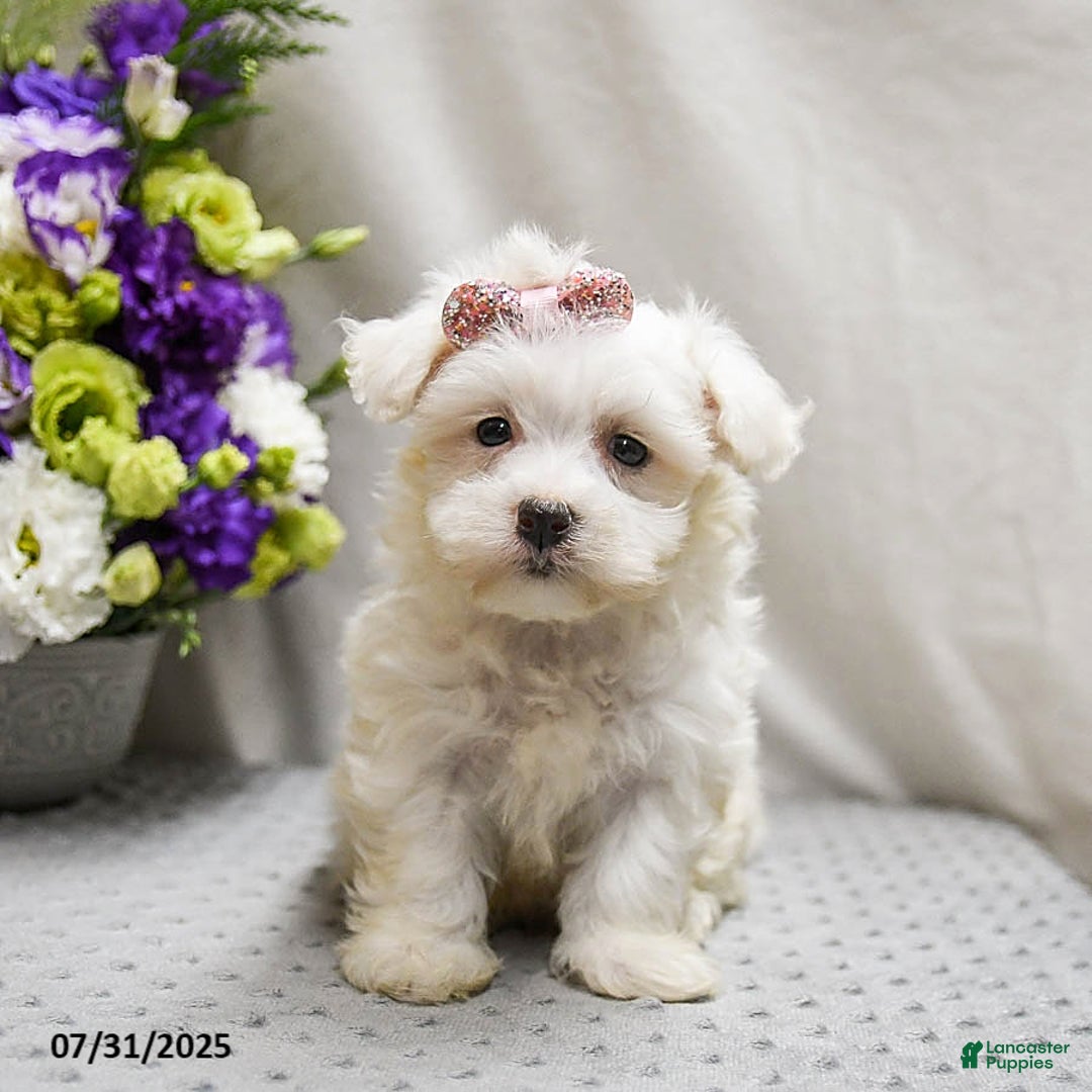 Teddy Bear dogs for sale: Truffles - Image 3