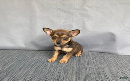 Chihuahua dogs for sale: Reggie - Image 6