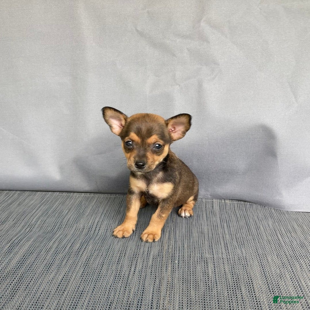 Chihuahua dogs for sale: Reggie - Image 6