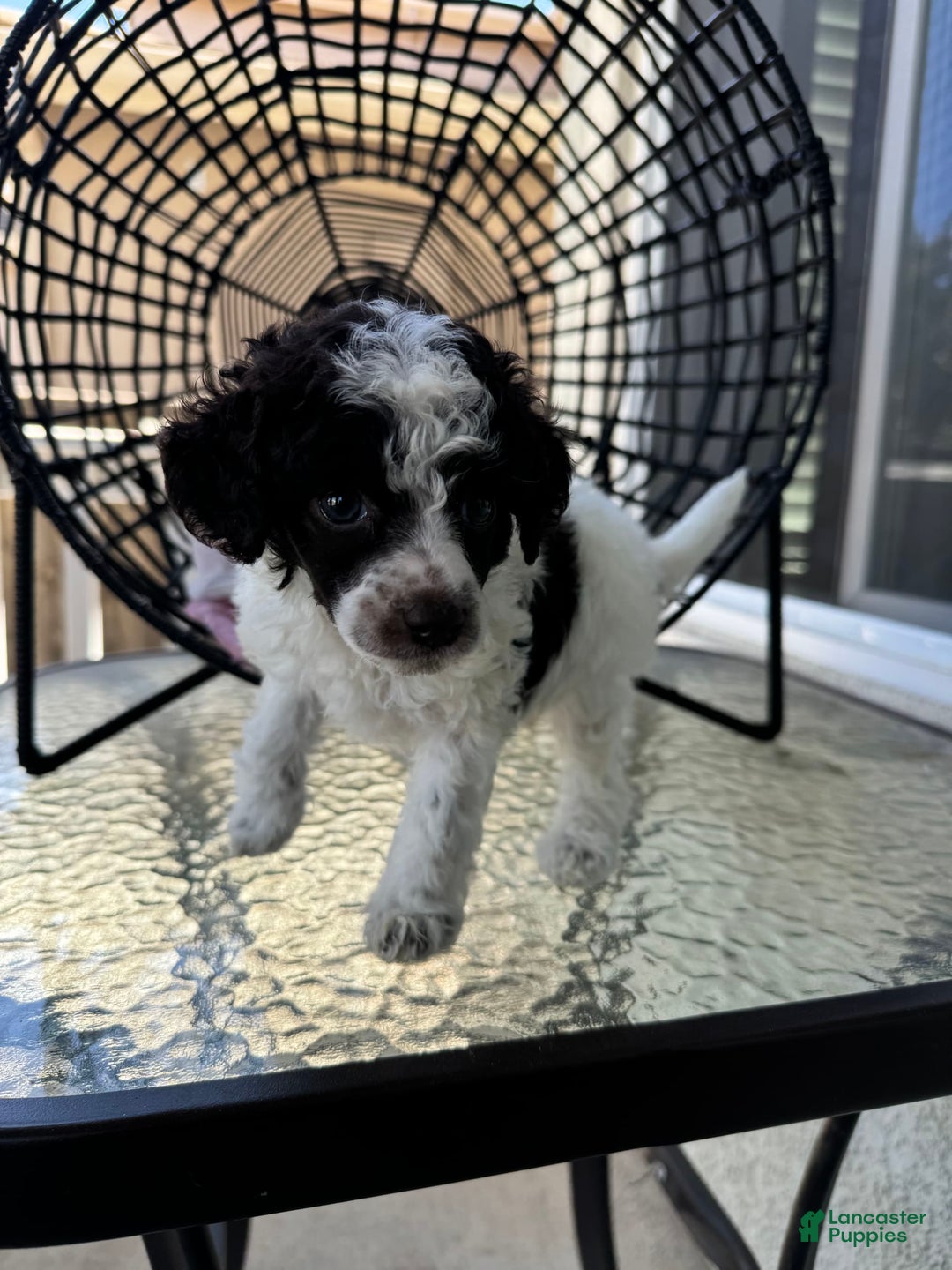 Miniature Poodle dogs for sale: Captain America - Image 1