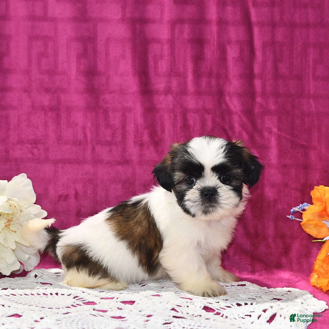 Shih Tzu dogs for sale: Lily - Image 1
