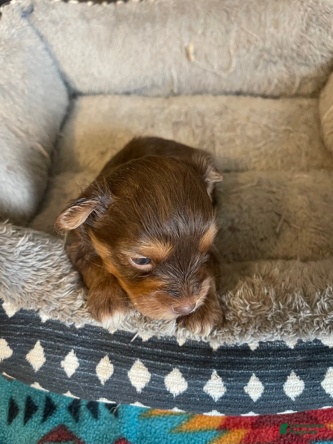 Yorkshire Terrier dogs for sale: Emma - Image 2
