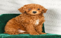 Miniature Poodle dogs for sale: Dusty - Image 4