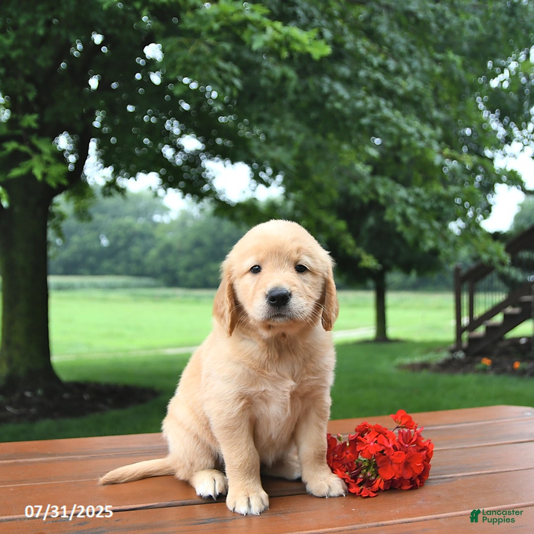 Golden Retriever dogs for sale: Jasmine - Image 3