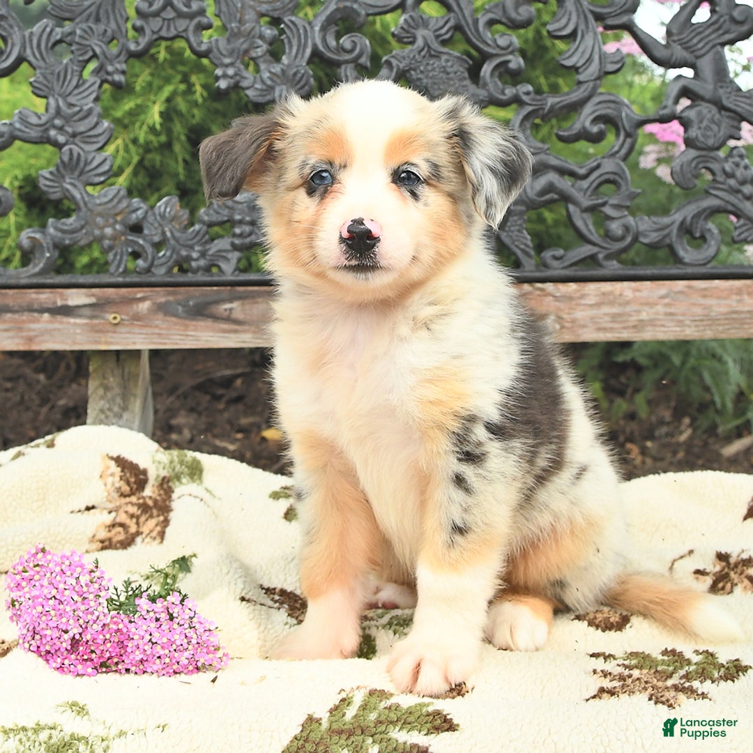 Miniature Australian Shepherd dogs for sale: Trigger - Image 3