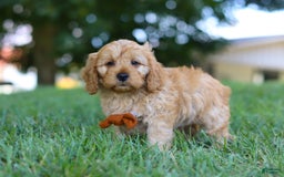 Cavapoo dogs for sale: Ollie - Image 4