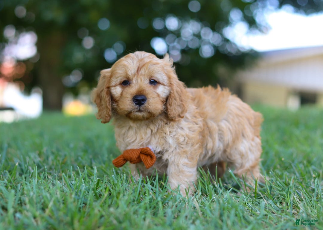Cavapoo dogs for sale: Ollie - Image 4