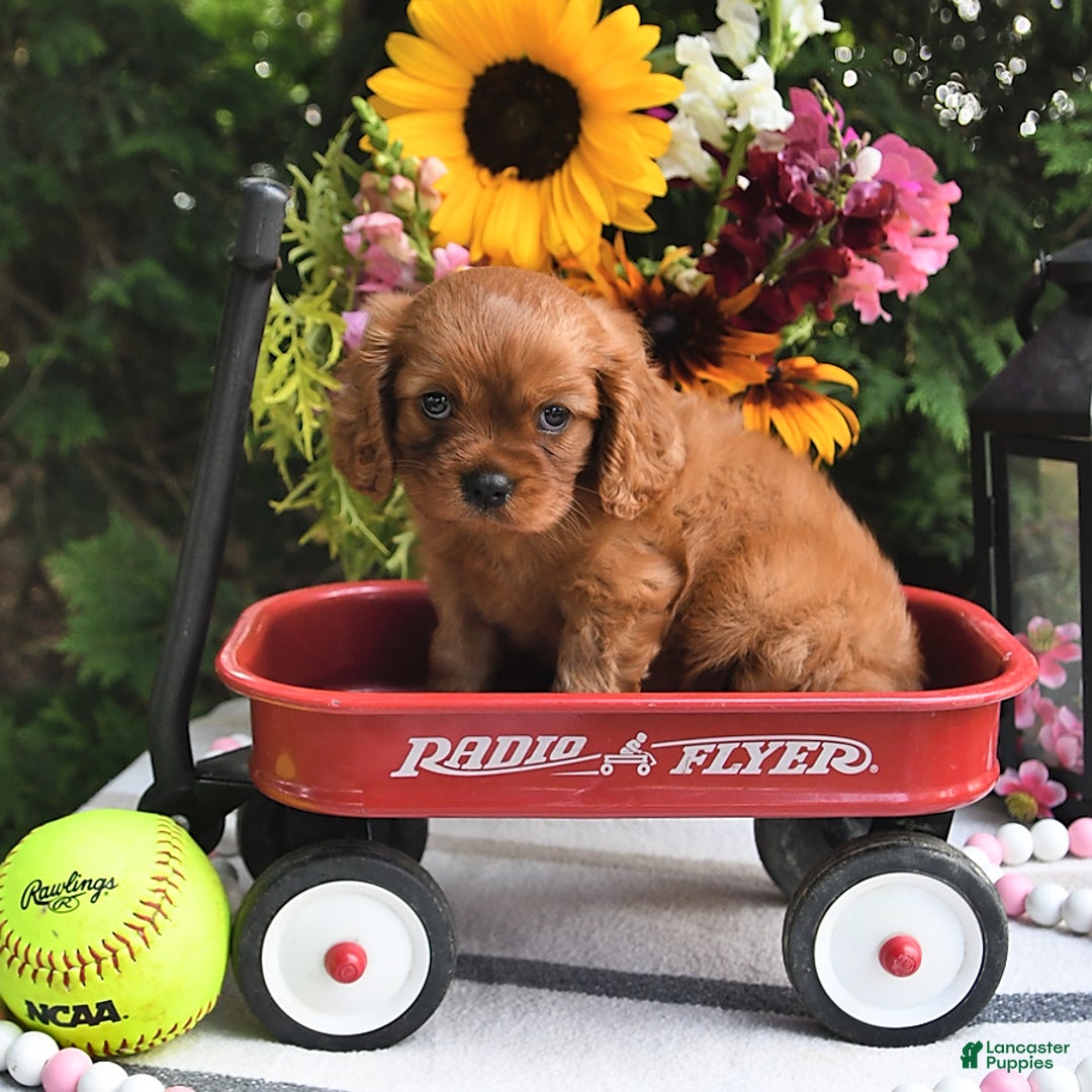 Cavalier King Charles Spaniel dogs for sale: Zander Blake - Image 1