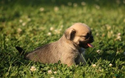 Shih Tzu dogs for sale: Lily - Image 2
