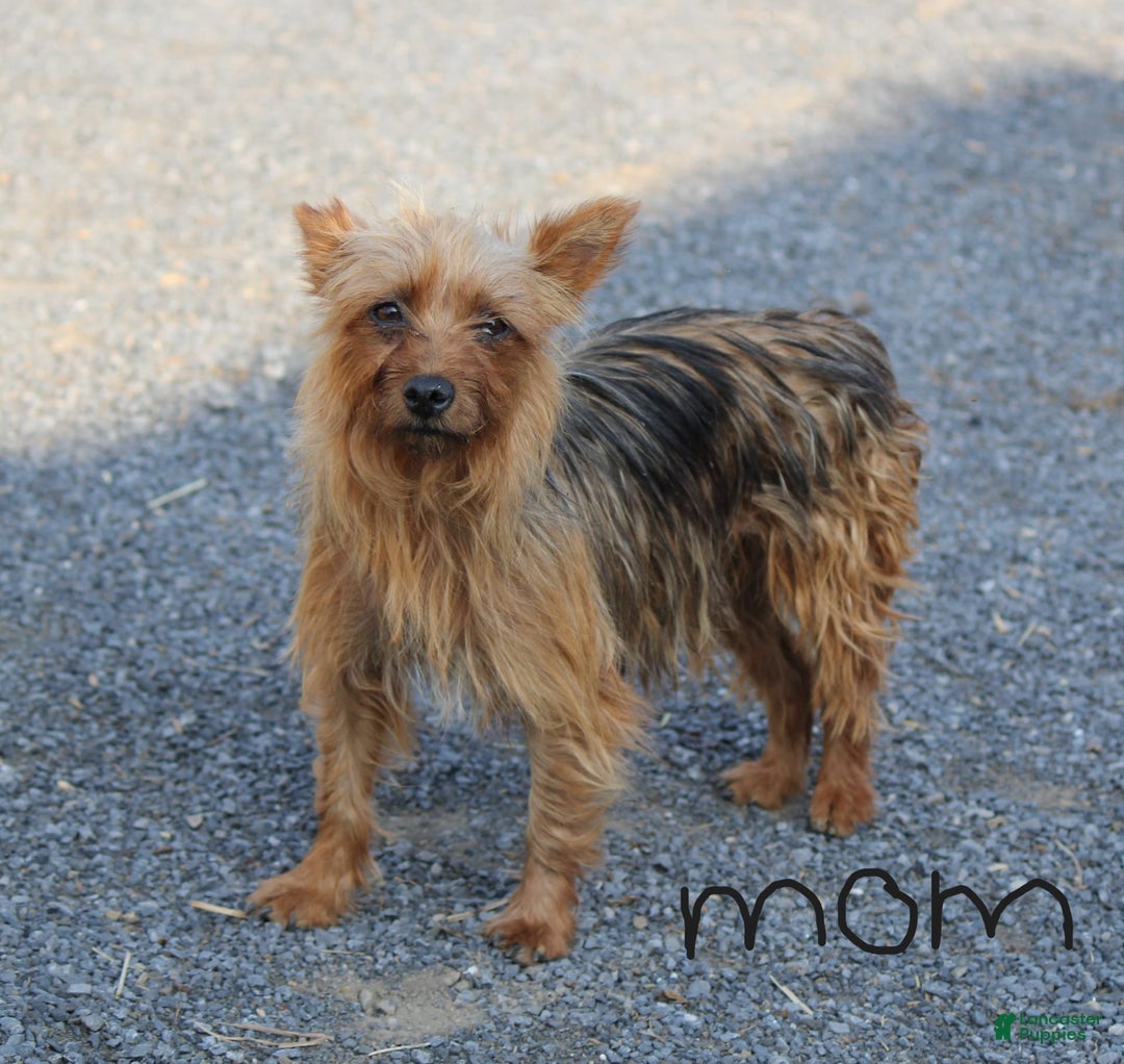 Yorkshire Terrier dogs for sale: Molly - Image 6