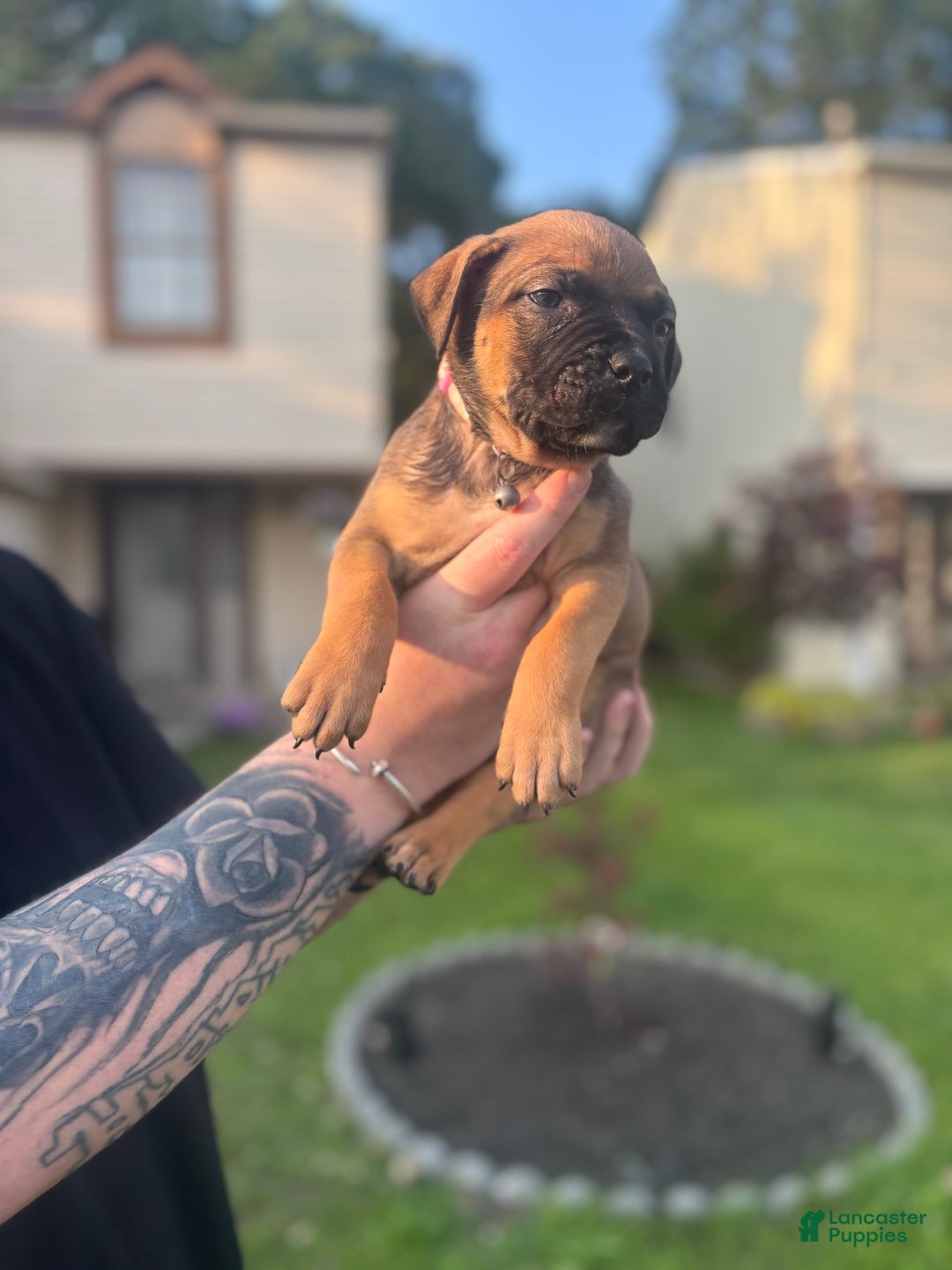 American Pit Bull Terrier dogs for sale: Pink - Image 5