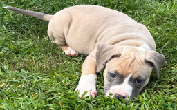 American Pit Bull Terrier dogs for sale: Peanut - Image 7