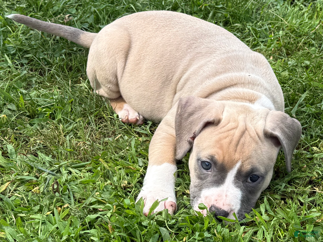 American Pit Bull Terrier dogs for sale: Peanut - Image 7