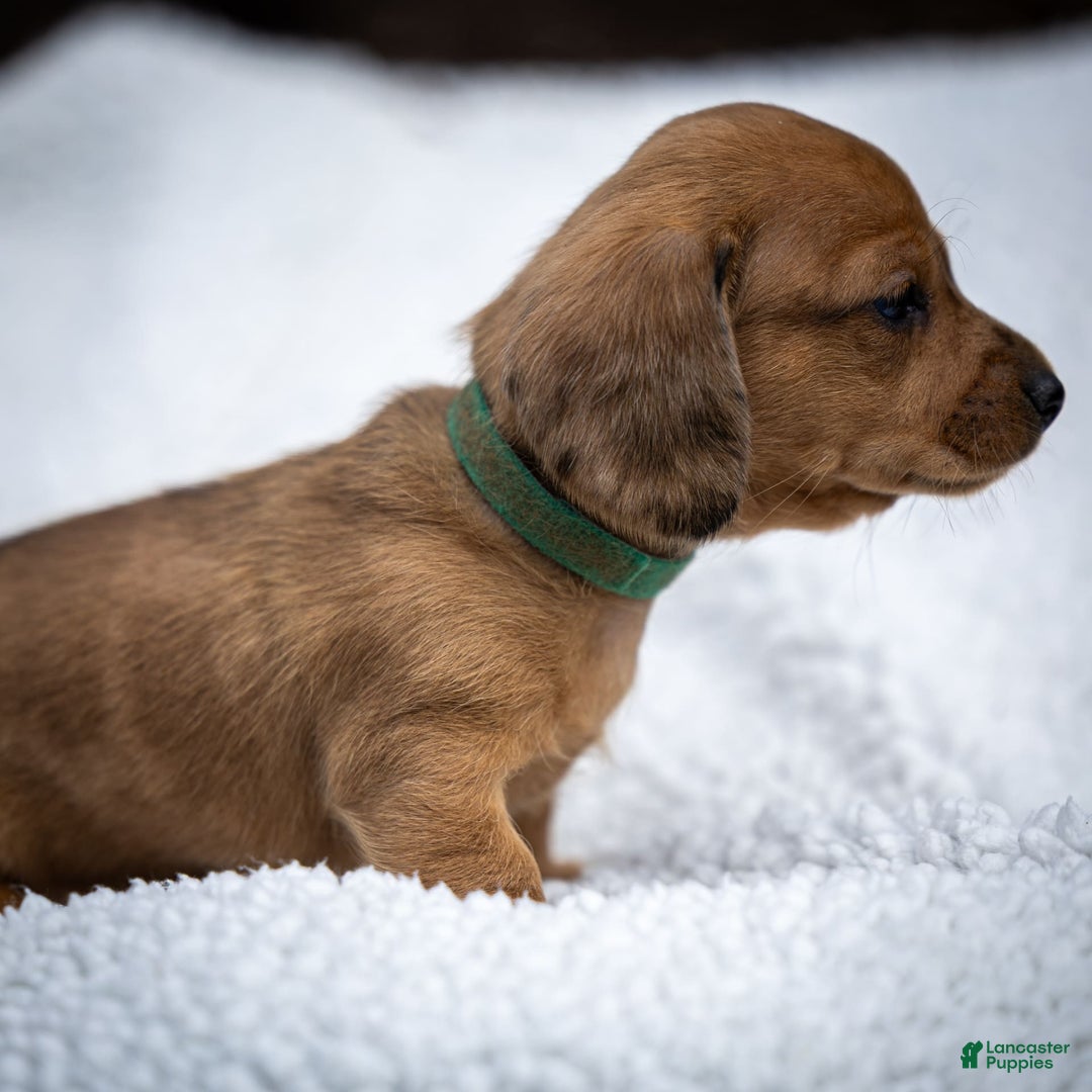Miniature Dachshund dogs for sale: Celebrity - Image 5