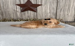 Mini Goldendoodle dogs for sale: Angie - Image 27