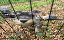 Miniature Schnauzer dogs for sale: Puppy two - Image 4