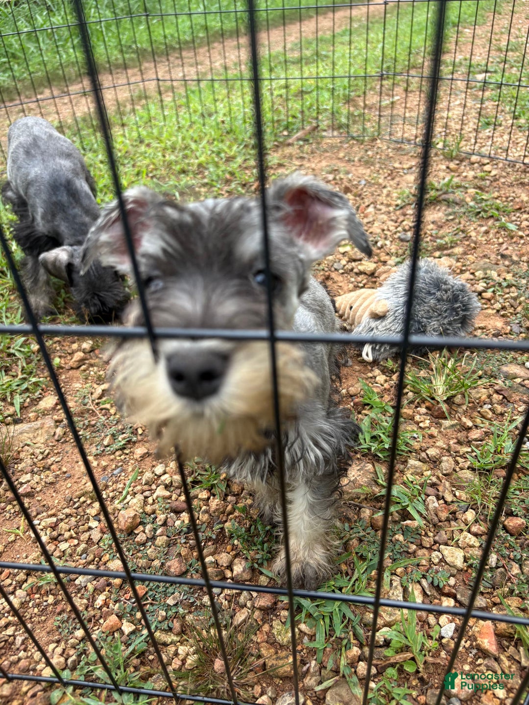 Miniature Schnauzer dogs for sale: Puppy two - Image 4