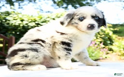 Australian Shepherd dogs for sale: Blue - Image 1