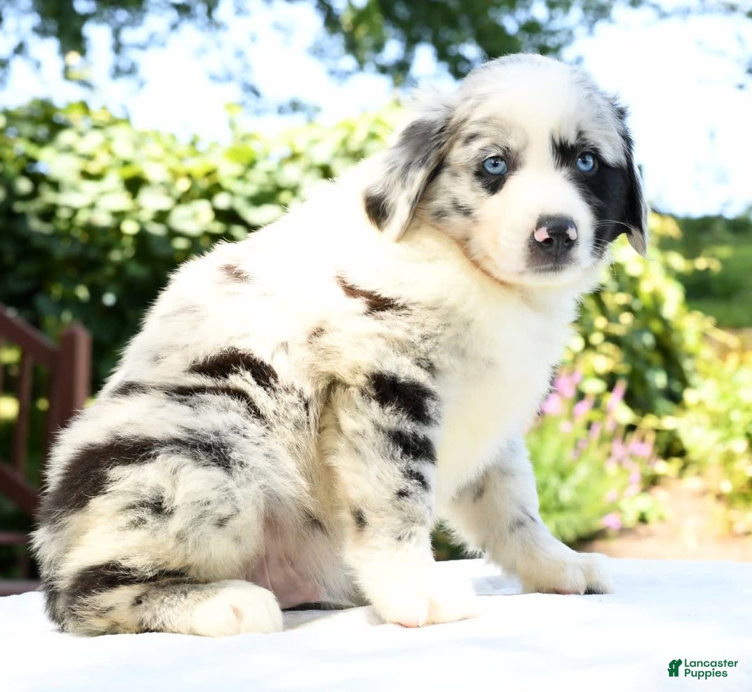 Australian Shepherd dogs for sale: Blue - Image 1