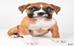 Boxer dogs for sale: Lucy - Image 7