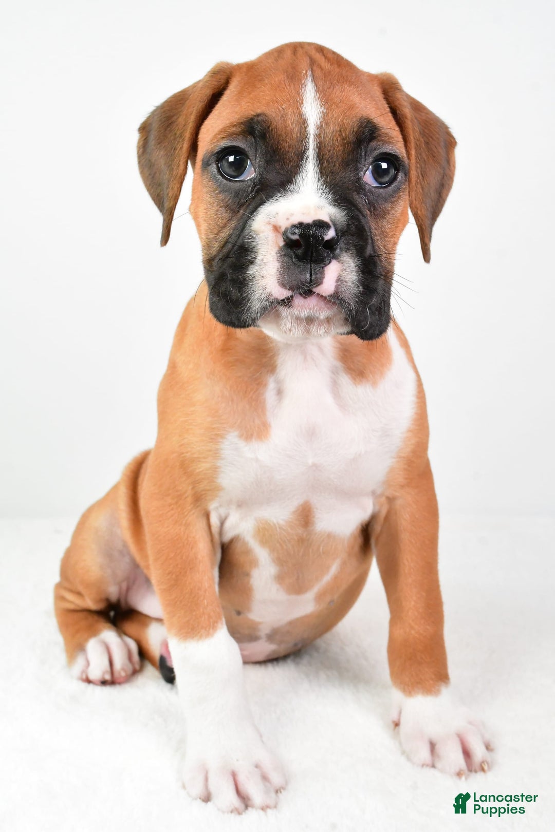 Boxer dogs for sale: Lucy - Image 7