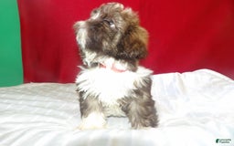 Shih Tzu dogs for sale: tank - Image 2
